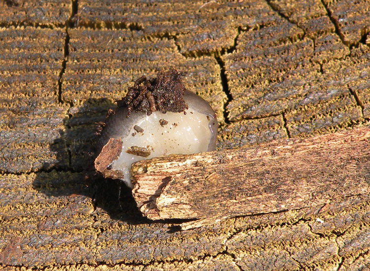 Limax? dal Parco dei monti Lessini